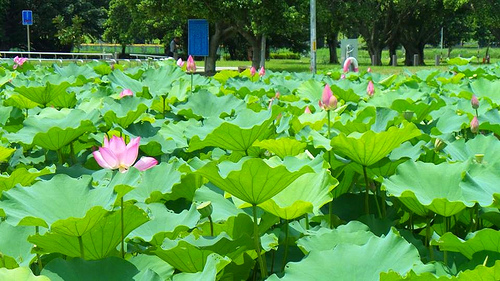 疏洪荷花公園:【新北市景點】二重疏洪荷花公園~荷花在綠葉之間綻放,輕輕地搖曳著迷人的身姿