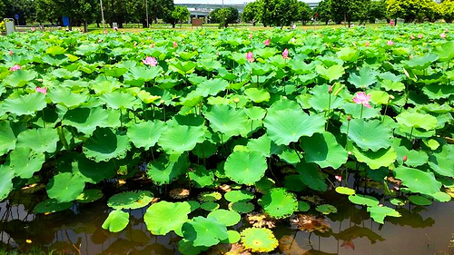 疏洪荷花公園：【新北市景點】二重疏洪荷花公園~荷花在綠葉之間綻放，輕輕地搖曳著迷人的身姿