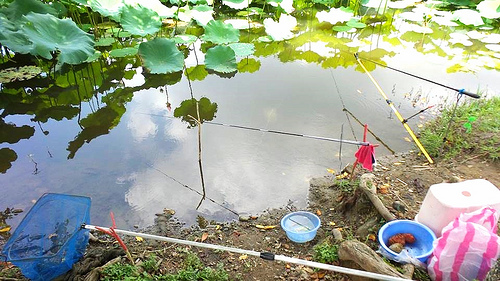 疏洪荷花公園：【新北市景點】二重疏洪荷花公園~荷花在綠葉之間綻放，輕輕地搖曳著迷人的身姿