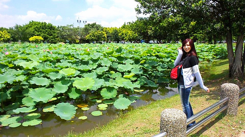 疏洪荷花公園：【新北市景點】二重疏洪荷花公園~荷花在綠葉之間綻放，輕輕地搖曳著迷人的身姿