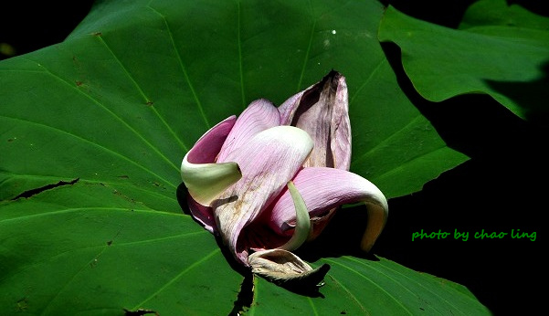 三重荷花公園-33.JPG - 2016夏之豔陽(花季篇)