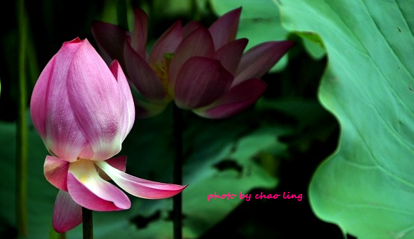 三重荷花公園-11.JPG - 2016夏之豔陽(花季篇)