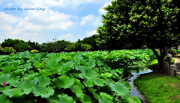 三重荷花公園-4.JPG - 2016夏之豔陽(花季篇)