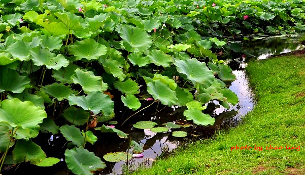 三重荷花公園-5.JPG - 2016夏之豔陽(花季篇)