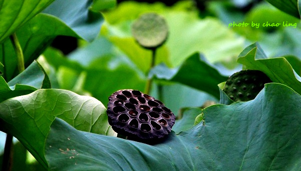 三重荷花公園-31.JPG - 2016夏之豔陽(花季篇)