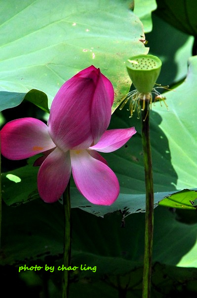 三重荷花公園-28.JPG - 2016夏之豔陽(花季篇)