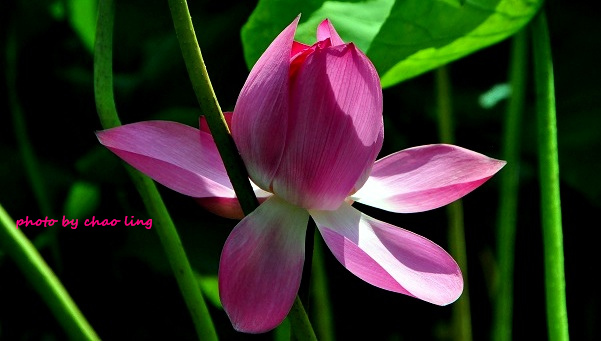 三重荷花公園-25.JPG - 2016夏之豔陽(花季篇)