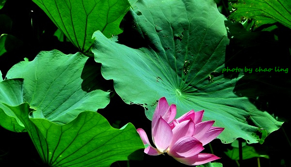 三重荷花公園-19.JPG - 2016夏之豔陽(花季篇)