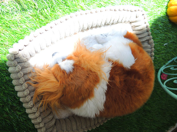 初鹿小站二店:呷飽祙【新北板橋・初鹿小站二店】純鮮乳做的吐司