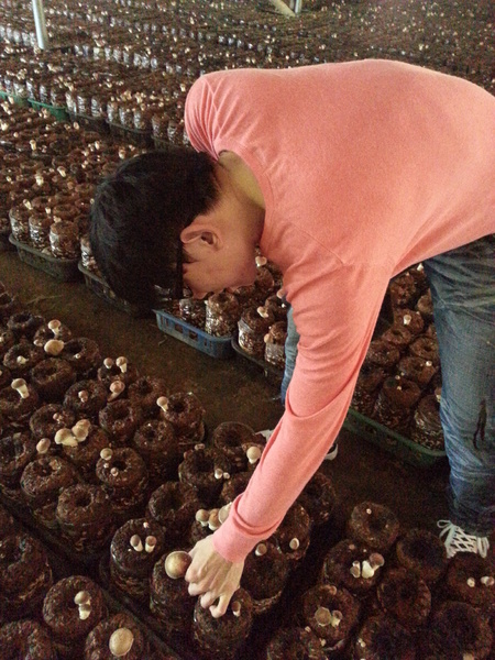 阿亮香菇園：[台中][景點]阿亮香菇園~鮮採菇菇真開心