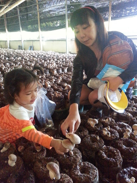 阿亮香菇園：[台中][景點]阿亮香菇園~鮮採菇菇真開心
