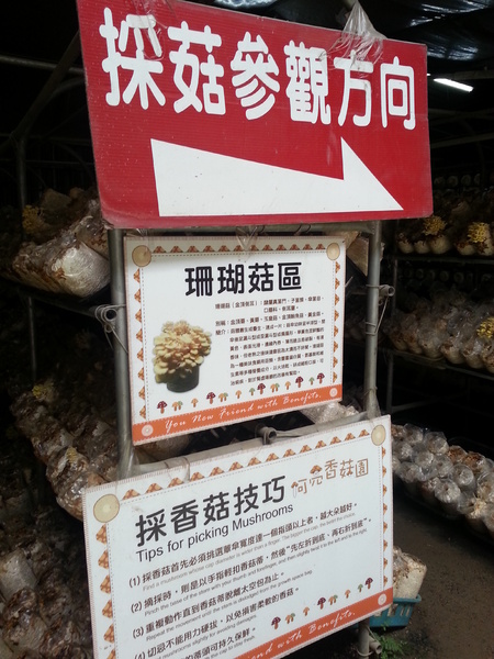 阿亮香菇園：[台中][景點]阿亮香菇園~鮮採菇菇真開心