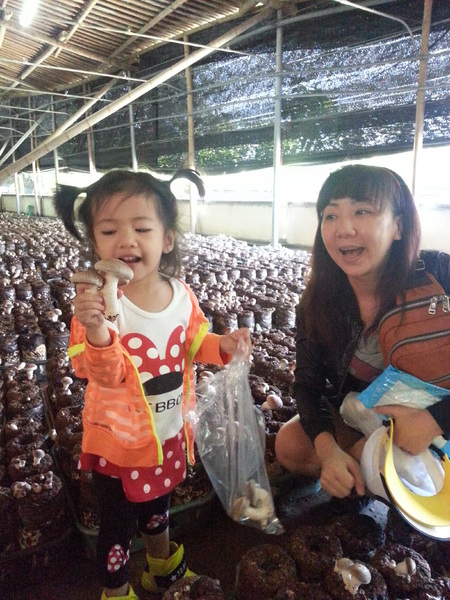 阿亮香菇園：[台中][景點]阿亮香菇園~鮮採菇菇真開心