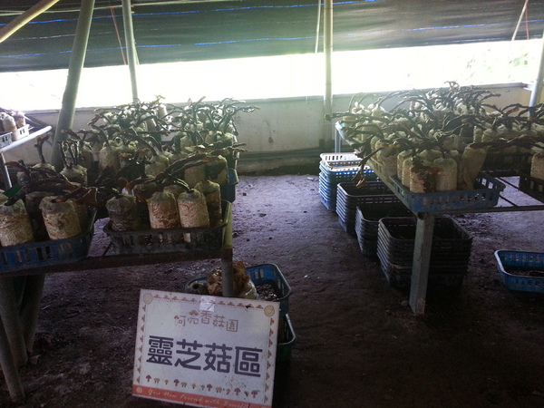 阿亮香菇園：[台中][景點]阿亮香菇園~鮮採菇菇真開心