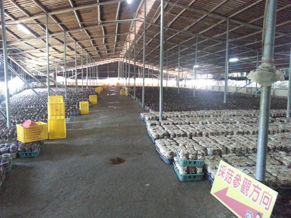 阿亮香菇園：[台中][景點]阿亮香菇園~鮮採菇菇真開心