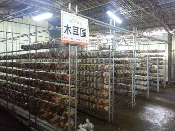 阿亮香菇園：[台中][景點]阿亮香菇園~鮮採菇菇真開心