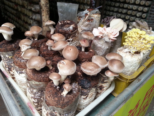 阿亮香菇園：[台中][景點]阿亮香菇園~鮮採菇菇真開心