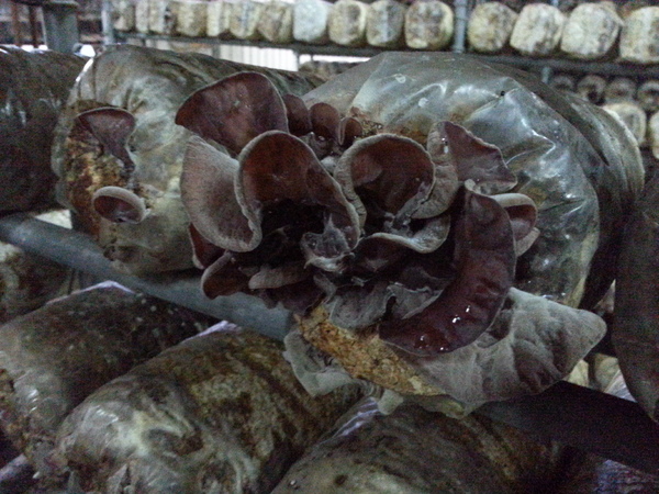 阿亮香菇園：[台中][景點]阿亮香菇園~鮮採菇菇真開心