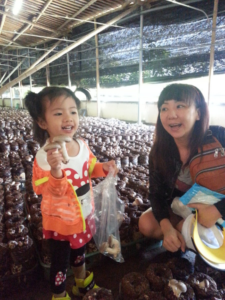 阿亮香菇園：[台中][景點]阿亮香菇園~鮮採菇菇真開心