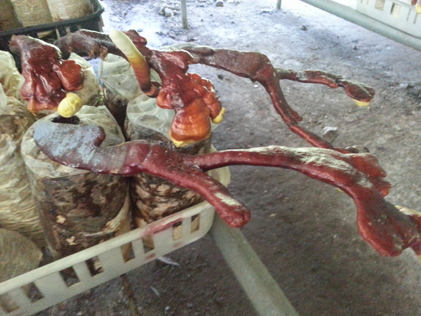 阿亮香菇園：[台中][景點]阿亮香菇園~鮮採菇菇真開心