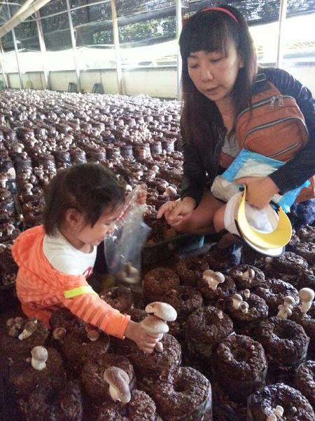 阿亮香菇園：[台中][景點]阿亮香菇園~鮮採菇菇真開心
