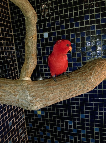 星月天空：南投星月天空 夜景超美 裡面有許多小動物 設施 有趣好玩的小天堂