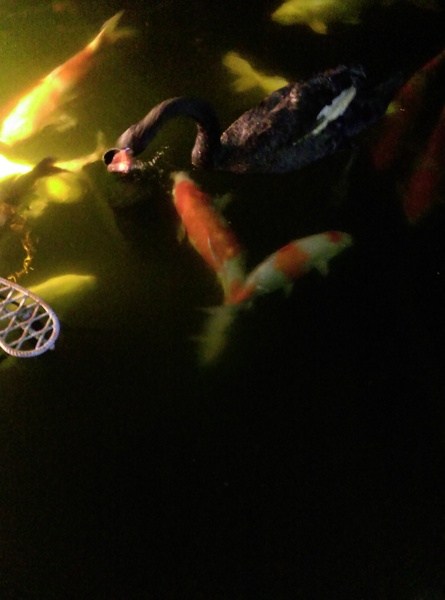 星月天空：南投星月天空 夜景超美 裡面有許多小動物 設施 有趣好玩的小天堂