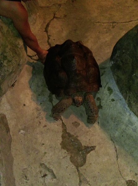星月天空：南投星月天空 夜景超美 裡面有許多小動物 設施 有趣好玩的小天堂
