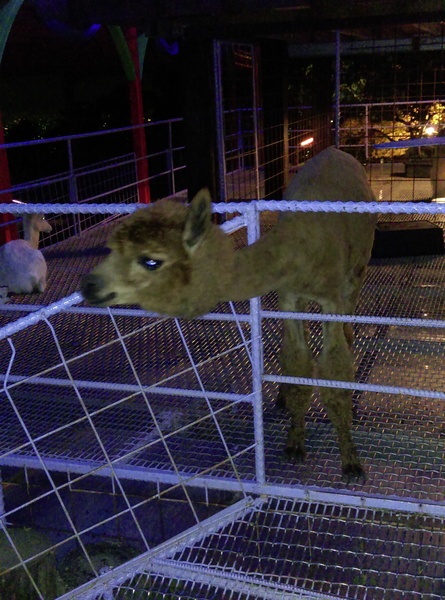 星月天空：南投星月天空 夜景超美 裡面有許多小動物 設施 有趣好玩的小天堂