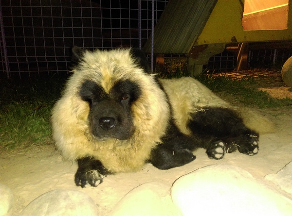 星月天空：南投星月天空 夜景超美 裡面有許多小動物 設施 有趣好玩的小天堂