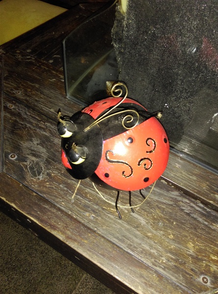 星月天空：南投星月天空 夜景超美 裡面有許多小動物 設施 有趣好玩的小天堂