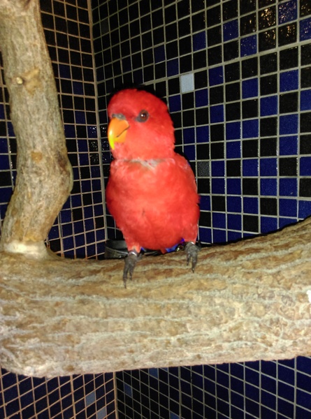 星月天空：南投星月天空 夜景超美 裡面有許多小動物 設施 有趣好玩的小天堂