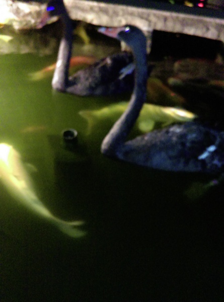 星月天空：南投星月天空 夜景超美 裡面有許多小動物 設施 有趣好玩的小天堂