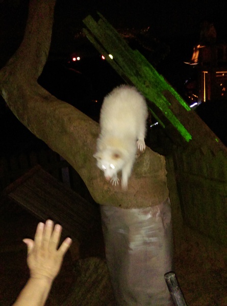 星月天空：南投星月天空 夜景超美 裡面有許多小動物 設施 有趣好玩的小天堂