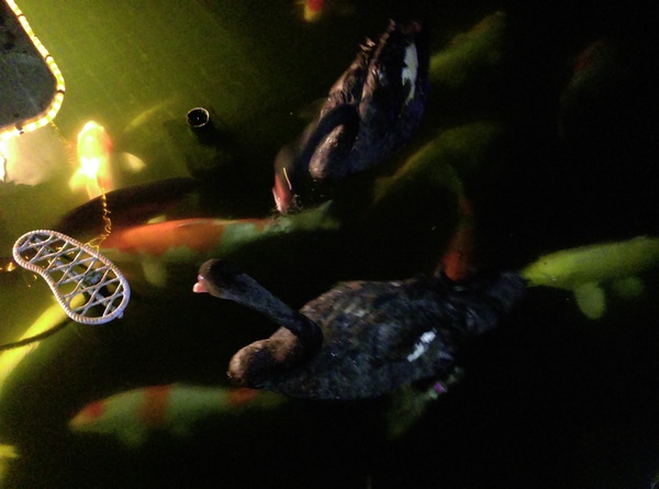 星月天空：南投星月天空 夜景超美 裡面有許多小動物 設施 有趣好玩的小天堂