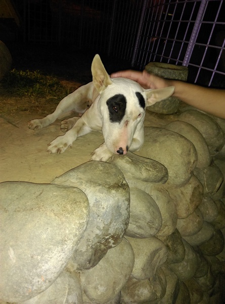 星月天空：南投星月天空 夜景超美 裡面有許多小動物 設施 有趣好玩的小天堂