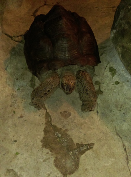 星月天空：南投星月天空 夜景超美 裡面有許多小動物 設施 有趣好玩的小天堂