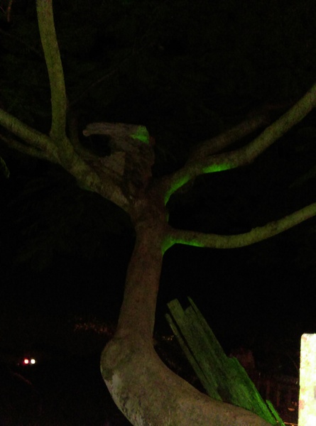 星月天空：南投星月天空 夜景超美 裡面有許多小動物 設施 有趣好玩的小天堂