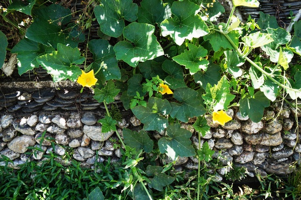 武界曲冰部落：[南投.仁愛] 曲冰部落：純樸美麗的山間部落