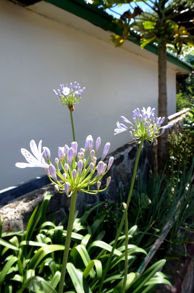 武界曲冰部落：[南投.仁愛] 曲冰部落：純樸美麗的山間部落