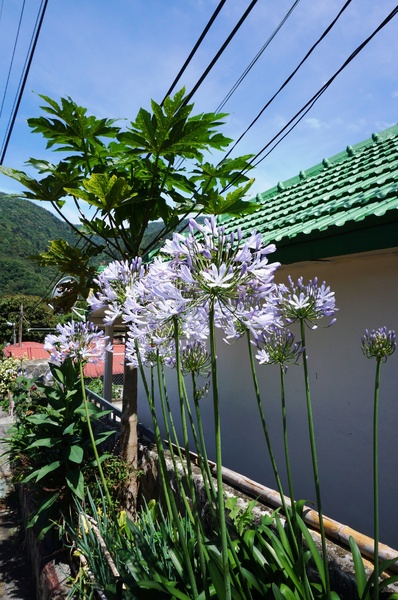 武界曲冰部落：[南投.仁愛] 曲冰部落：純樸美麗的山間部落