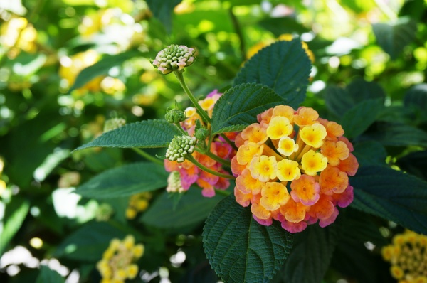 武界曲冰部落：[南投.仁愛] 曲冰部落：純樸美麗的山間部落