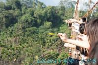 槑休閒農業區：東埔、水里遊之二．槑休閒農業區