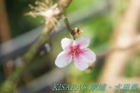 槑休閒農業區：東埔、水里遊之二．槑休閒農業區