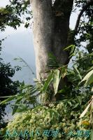 槑休閒農業區：東埔、水里遊之二．槑休閒農業區