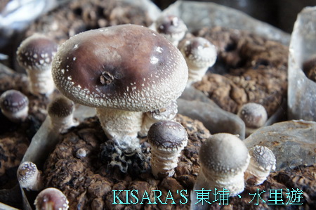 上安香菇教育農場:東埔、水里遊之三.上安香菇教育農場