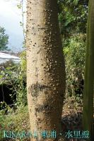 上安香菇教育農場:東埔、水里遊之三.上安香菇教育農場