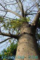 上安香菇教育農場:東埔、水里遊之三.上安香菇教育農場