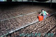 上安香菇教育農場:東埔、水里遊之三.上安香菇教育農場