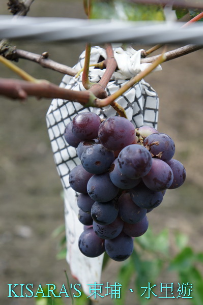 上安香菇教育農場:東埔、水里遊之三.上安香菇教育農場